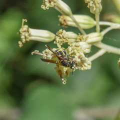 Leucospis