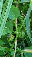 Physalis angulata