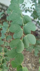 Bauhinia purpurea