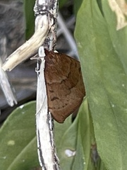 Uresiphita