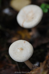 Paralepista gilva