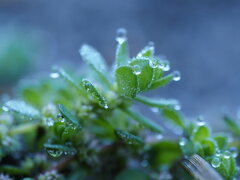 Illecebrum verticillatum