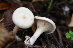 Paralepista gilva