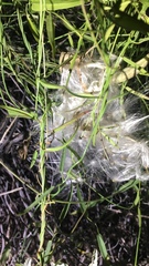 Funastrum heterophyllum