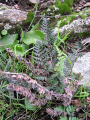 Paragymnopteris marantae marantae