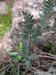 Paragymnopteris marantae marantae
