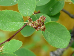 Amelanchier sanguinea