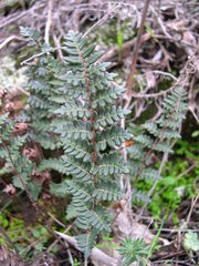 Paragymnopteris marantae marantae