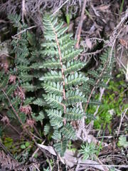 Paragymnopteris marantae marantae