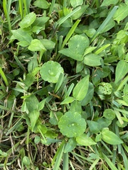 Hydrocotyle bonariensis