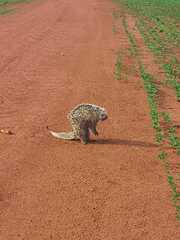 Coendou longicaudatus