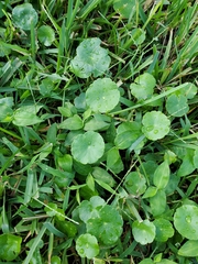 Hydrocotyle bonariensis
