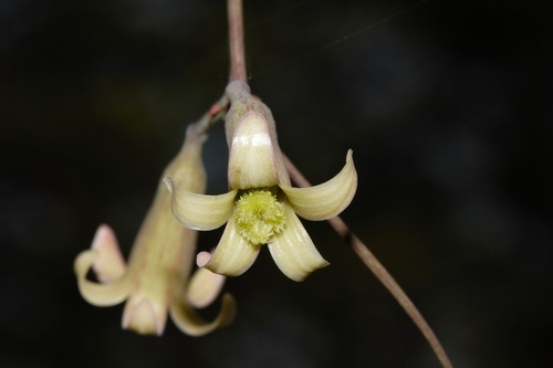 Wild granadilla (Adenia digitata)