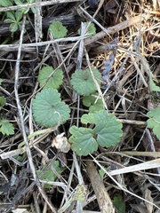 Glechoma hederacea