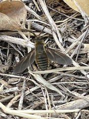 Poecilanthrax lucifer