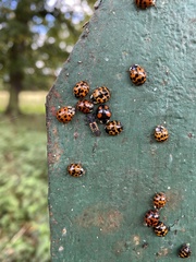 Harmonia axyridis