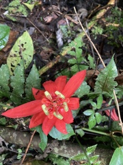 Passiflora vitifolia