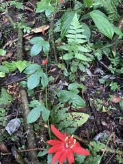 Passiflora vitifolia