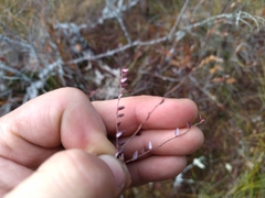 Vaccinium microcarpum