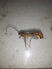 Enicospilus americanus-complex