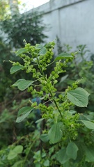 Acalypha indica