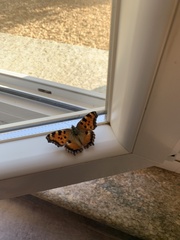 Nymphalis polychloros