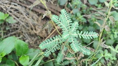 Phyllanthus amarus