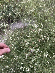 Parthenium hysterophorus