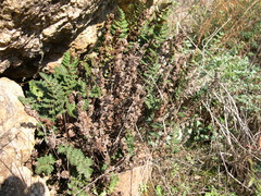 Paragymnopteris marantae marantae