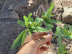 Pleradenophora bilocularis