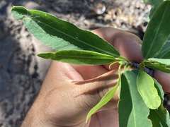 Pleradenophora bilocularis