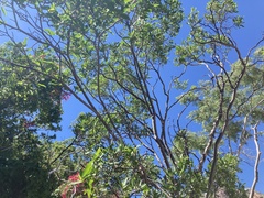 Pleradenophora bilocularis