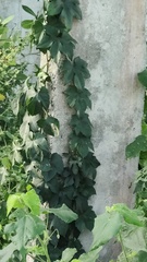 Luffa aegyptiaca