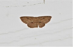 Cyclophora myrtaria