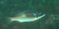 Scolopsis xenochrous