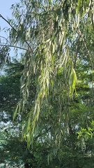 Vachellia nilotica
