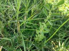 Phyllanthus tenellus
