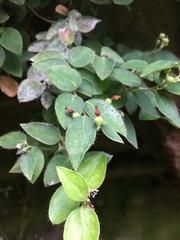Gaultheria nubigena