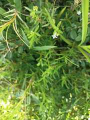 Polypremum procumbens