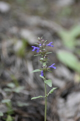 Dracocephalum nutans