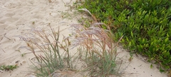 Andropogon arenarius