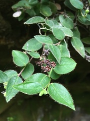 Gaultheria nubigena