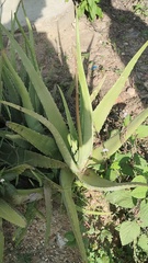 Aloe vera
