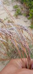 Andropogon arenarius