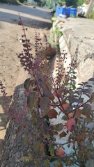 Ocimum
