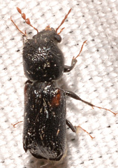 Xylobiops basilaris