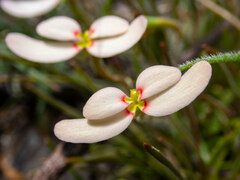 Stylidium