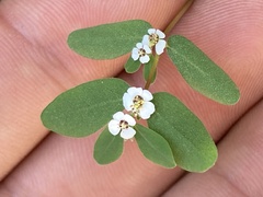 Euphorbia pediculifera
