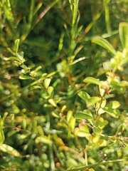 Phyllanthus tenellus