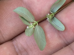 Euphorbia pediculifera